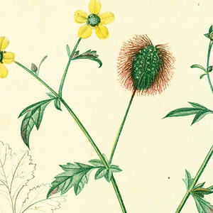 1831 Antique Geum urbanum Herb Bennet Print Medicinal Plant Botanical Botany Print for framing decor image 2
