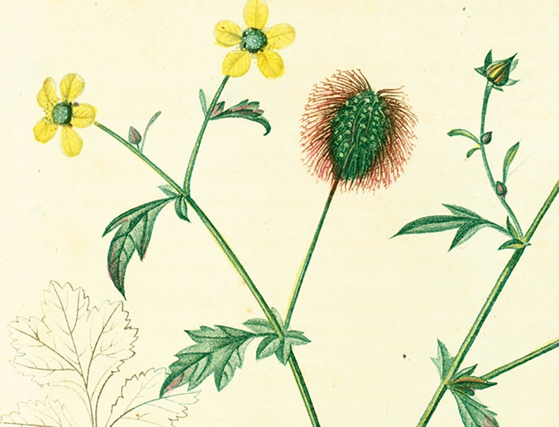 1831 Antique Geum urbanum Herb Bennet Print Medicinal Plant Botanical Botany Print for framing decor image 2