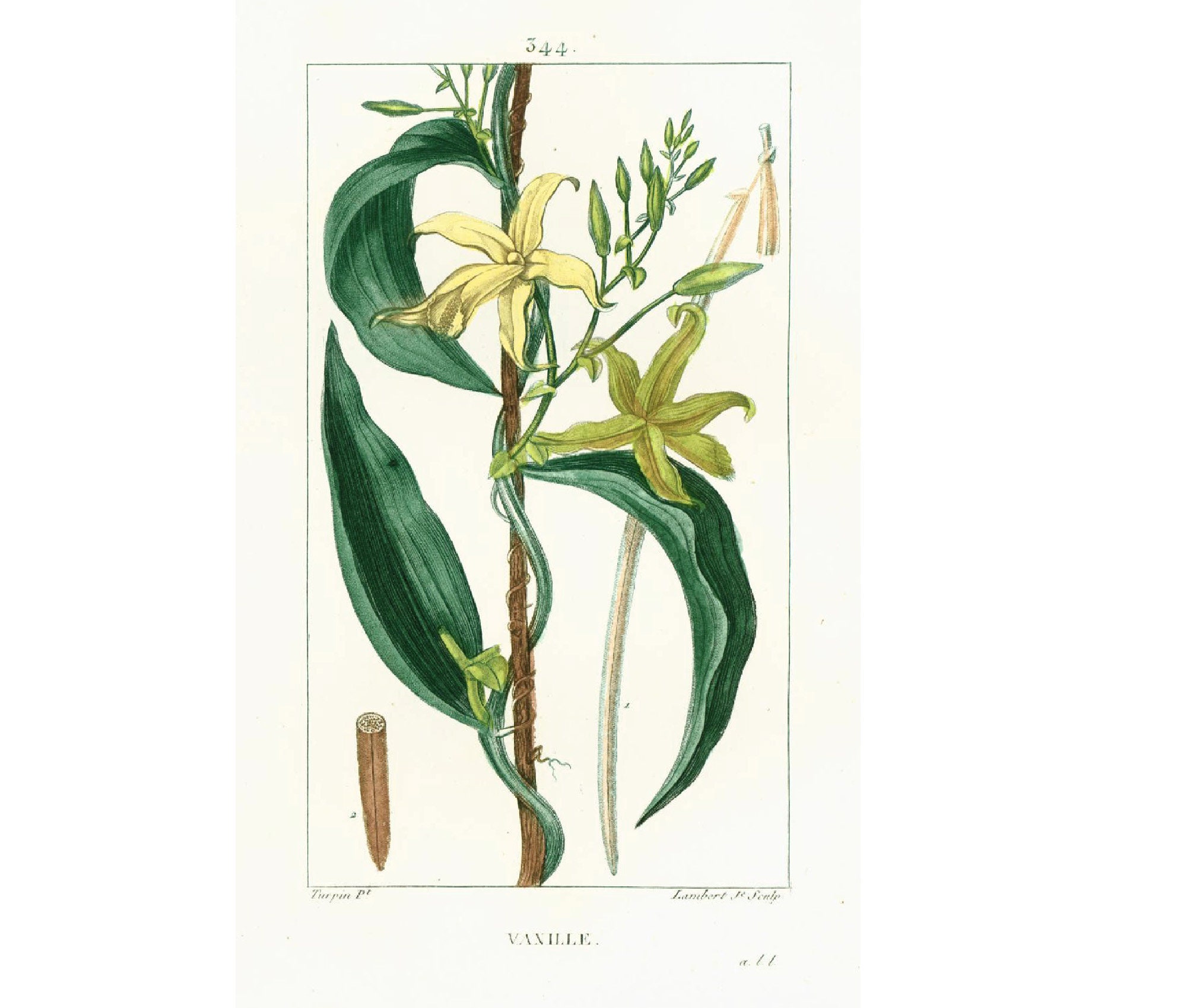 1831 Antique Vanilla Planifolia Flowers Print Spice Plant Natural History  Botanical Botany Wall Art Framing Home Decor - Etsy Israel