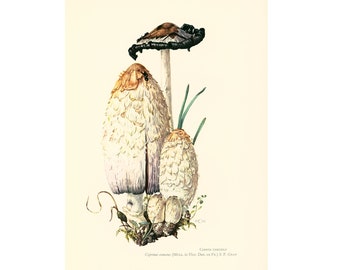 1962 Parasol Mushroom. Antique Print - Mushroom hunting - Macrolepiota - vintage illustration