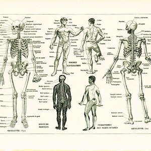 1930 Human Body print, French Vintage Encyclopedia Larousse Original Framing