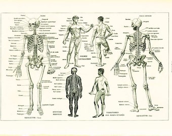 1930 Human Body print, French Vintage Encyclopedia Larousse Original Framing