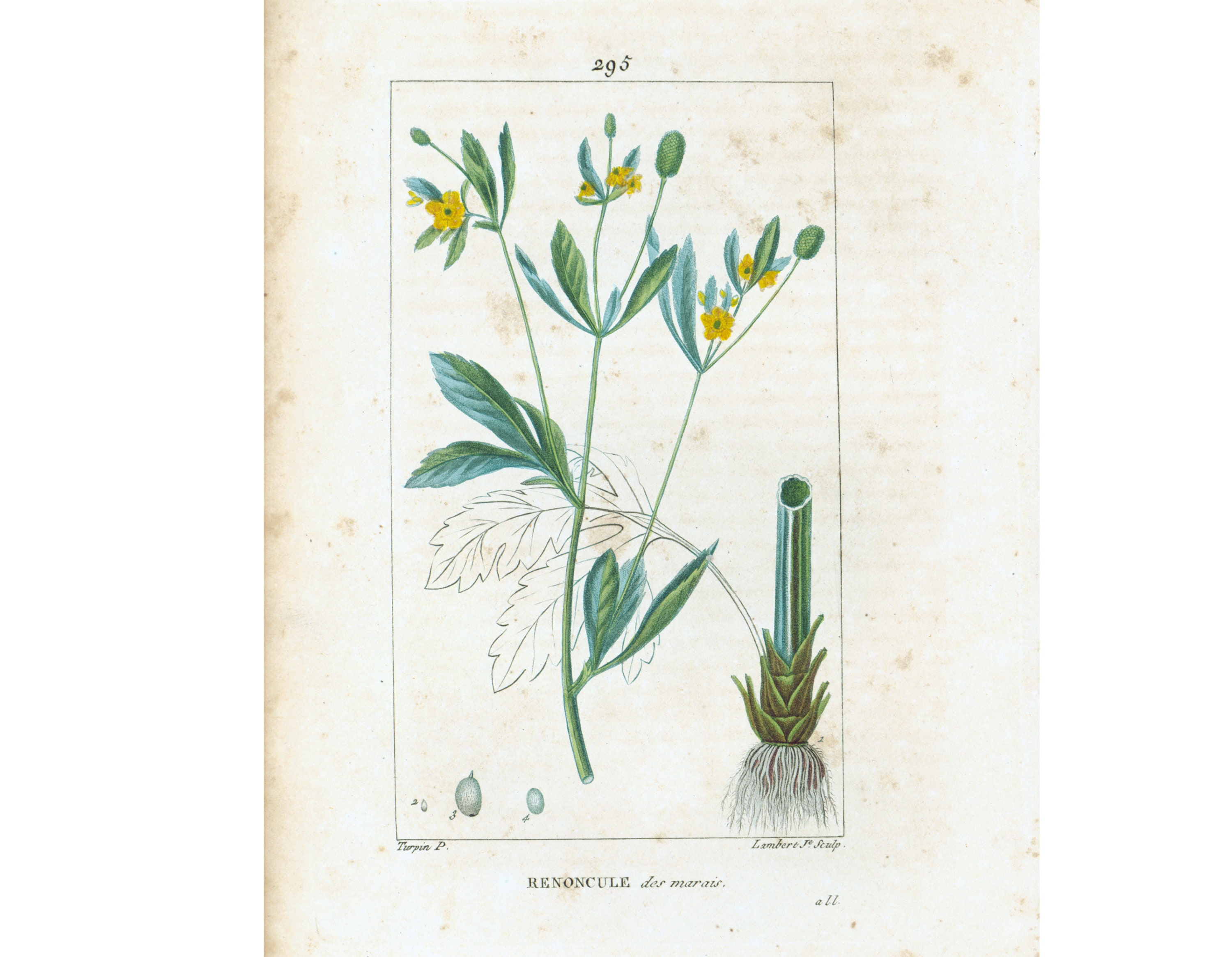 1831 Renoncule Des Marais Ancienne Planche Botanique Decoration Murale Vintage