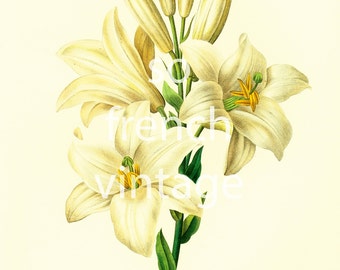 White Lily Print Botanical Large Size Redoute French illustration Vintage wall art