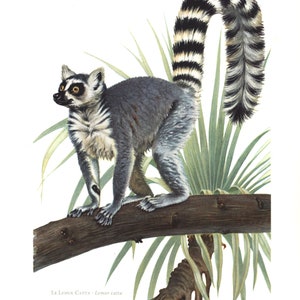1974 Ring-tailed lemur Lemur catta vintage illustration, Lemur Art Print, Wild animal, painting image 1