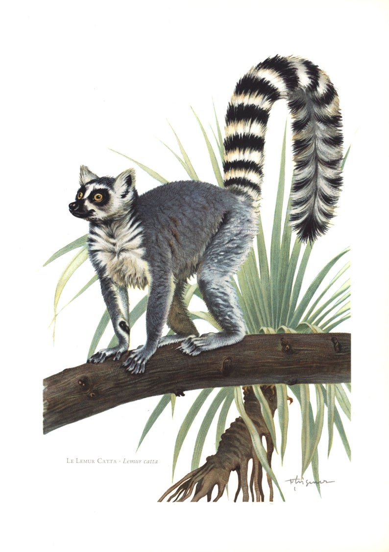 1974 Ring-tailed lemur Lemur catta vintage illustration, Lemur Art Print, Wild animal, painting image 1