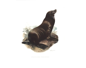 1974 California Sea Lion vintage illustration, Animal Art Print, Whales painting