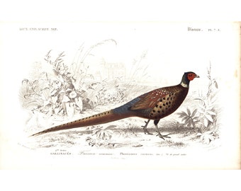 1861 Pheasant, Orbigny antique engraving, Hand colored Original Print, Victorian wall art, Bird home decor, Phasianus, Aves, Hunting scene