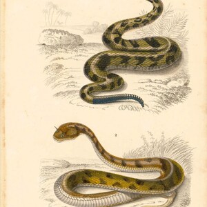 1861 Rattle Snake Antique Engraving, Original Print, Natural History, Victorian zoology, Reptiles wall art, Rattler snake image 2