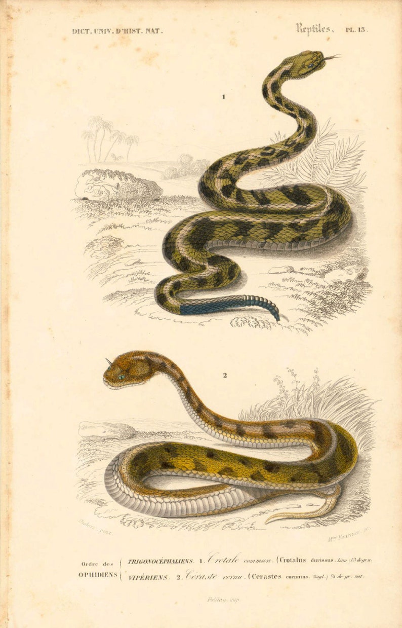 1861 Rattle Snake Antique Engraving, Original Print, Natural History, Victorian zoology, Reptiles wall art, Rattler snake image 2