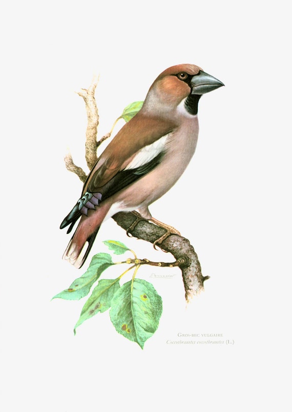 1969 Gros Bec Casse Noyaux Illustration Oiseau Fringillidés Passereaux Migrateurs Ornithologie Chants Oiseaux Chanteur