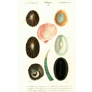 1861 Shells by Ch. Orbigny Original Antique Print Handcolored Crusteceans Molluscs Fishing Sea Oceanlife Seafood Wall Hanging Collectable