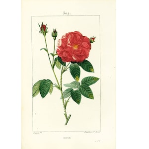 1814 Dog Rose Rosa canina Antique Print Leaf Fruit Plant Natural History Botanical Botany Wall Art framing Home decor