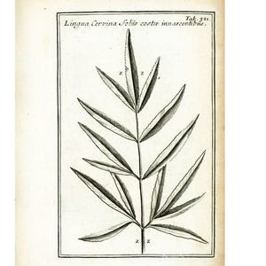 1797 Antique Fern Print Lingua cervina Botanical Illustration Natural History Wall Art Home Decor