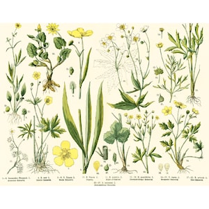 Poster Boterbloemen uit 1885, originele antieke botanische prent