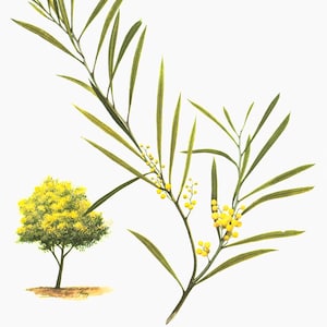 1967 Wattle print. Vintage Spring Mimosa Flower Illustration. Mimosa Print. Botanical Home decor.
