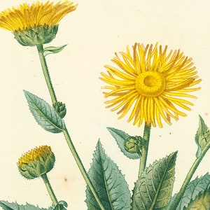 1831 Antique Elecampane Inula helenium Horse-heal Print Plant Natural History Botanical Vegetable Botany Wall Art framing Home decor image 3