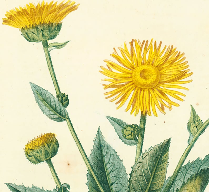 1831 Antique Elecampane Inula helenium Horse-heal Print Plant Natural History Botanical Vegetable Botany Wall Art framing Home decor image 3