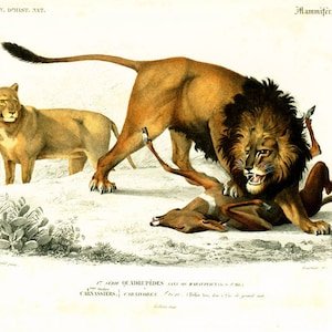 1861 Lion hunting Original Print by Ch. d&#39;Orbigny Antique Print Handcolored Zoology Natural History Hunting scene wildlife wild animals