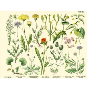 1885 Aristolochia Scabious Valeriana Asaret Maretak, Geneeskrachtige Planten Farmacopee Fytotherapie, Originele Botanische Plaat