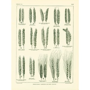 1922 Verschiedene Getreideähren, Brotbacken, ALTE BOTANISCHE BOARD-Illustration, großformatiges Larousse