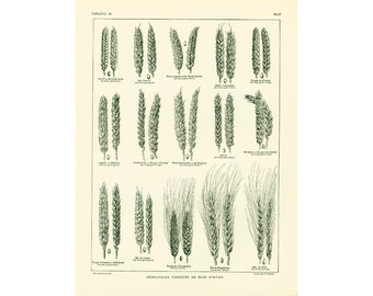 1922 Antique Print of ears, CEREAL PLANT, Bread Wheat, Larousse large. French vintage