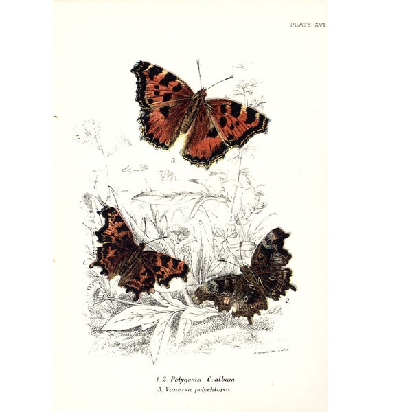 1896 Vanessa Vanesse Planche Ancienne Lepidoptera Papillon Histoire Naturelle