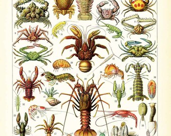 1897 Crustacean Antique Print. Lobster. Fishes. Shells. Crabs