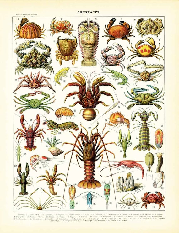 1897 Crustacean Antique Print. Lobster. Fishes. Shells. Crabs