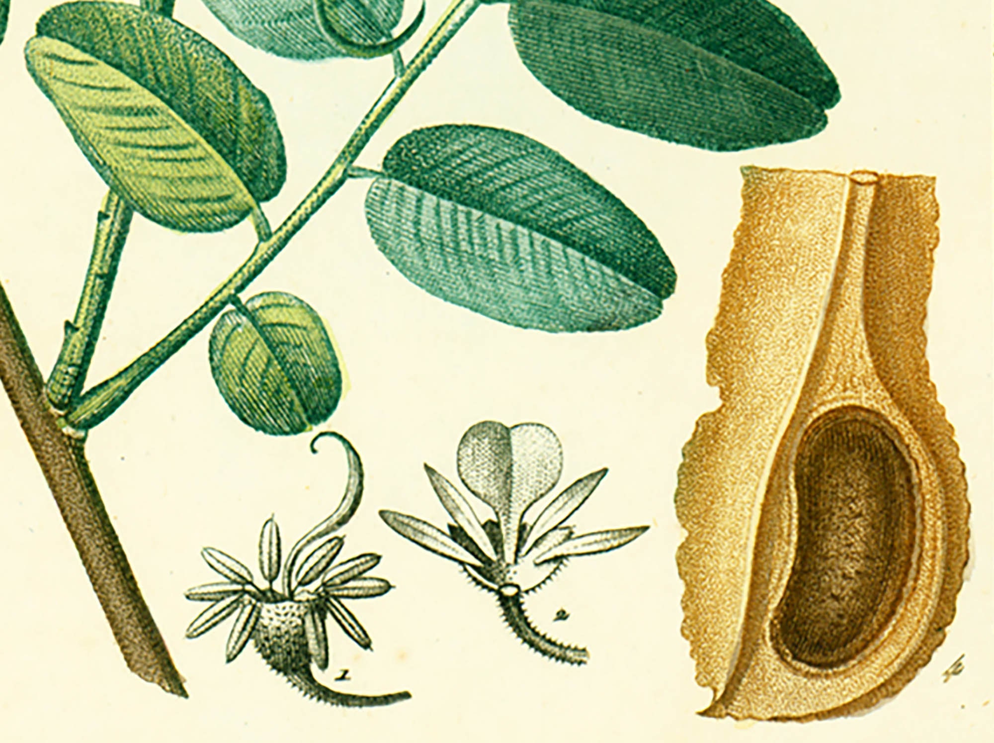 1814 Balsam Of Peru Myroxylon Tree Antique Prints Botanical Wall Art To 1814 Balsam Of Peru Myroxylon Tree Antique Prints Botanical Wall Art To