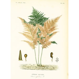 1864 Felci d&#39;aquila Pteridium aquilinum Vecchio atlante botanico di tavole Piante agricole e forestali