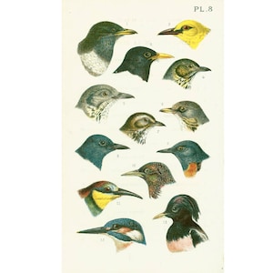 1890 Amsel Pirol Singdrossel Starling Eisvogel Fink, alte Platte Naturgeschichte Ornithologie