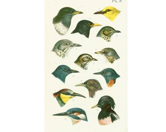 1890 Merle noir Loriot Grive musicienne Etourneau sansonnet Martin-pêcheur Roselin, Planche Ancienne Histoire Naturelle Ornithologie