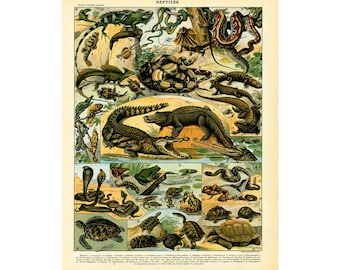 1897 Reptiles Snakes Turtles Antique Print Larousse Large Size 115 Years Old Nautical Decor Sealife Wall Art