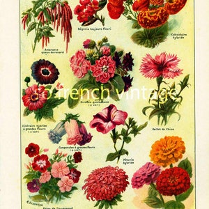 May include: Vintage botanical illustration of various flowers, including red amaranth, begonia, and zinnia. The print features detailed depictions of different flower types with their names in French, set against a cream-colored background.