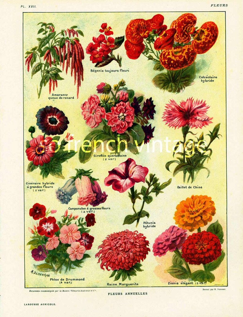 May include: Vintage botanical illustration of various flowers, including red amaranth, begonia, and zinnia. The print features detailed depictions of different flower types with their names in French, set against a cream-colored background.