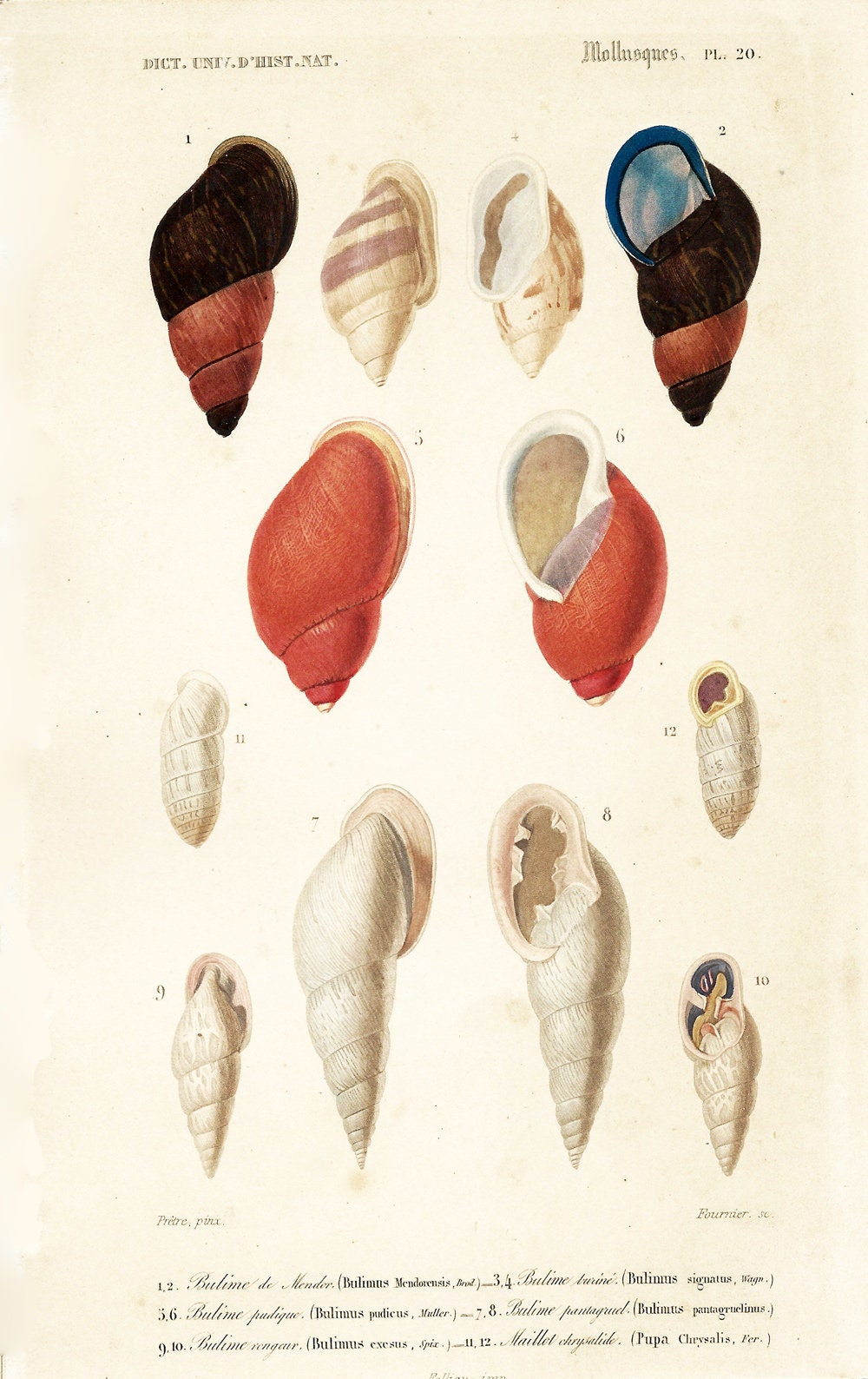 1861 Shells Sea life Molluscs Orbigny by Ch Colored lithograph Turbinella Original Antique Print Shell wall art Crustaceans