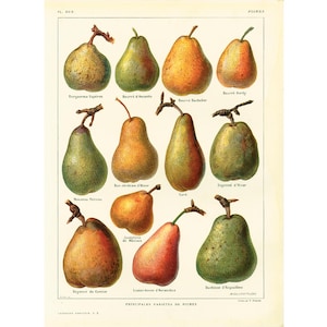 1922 Variedades de PERAS ANTIGUAS, Plato Botánico Original, Ilustración Gran Formato, Decoración de cocina Larousse Fruits