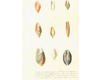 1861 Schelpen Bijbehorend Olijf uit Peru, Orbigny Originele Plaat, Schaaldieren Weekdieren Oceaan Zee Collectie Decor