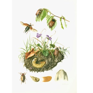 Meikever uit 1960. Chafer-larve. Cetoine. Kever. Lucaan. Kever. Illustratie Insectenlarve Nimf. Originele Entomologieplaat.