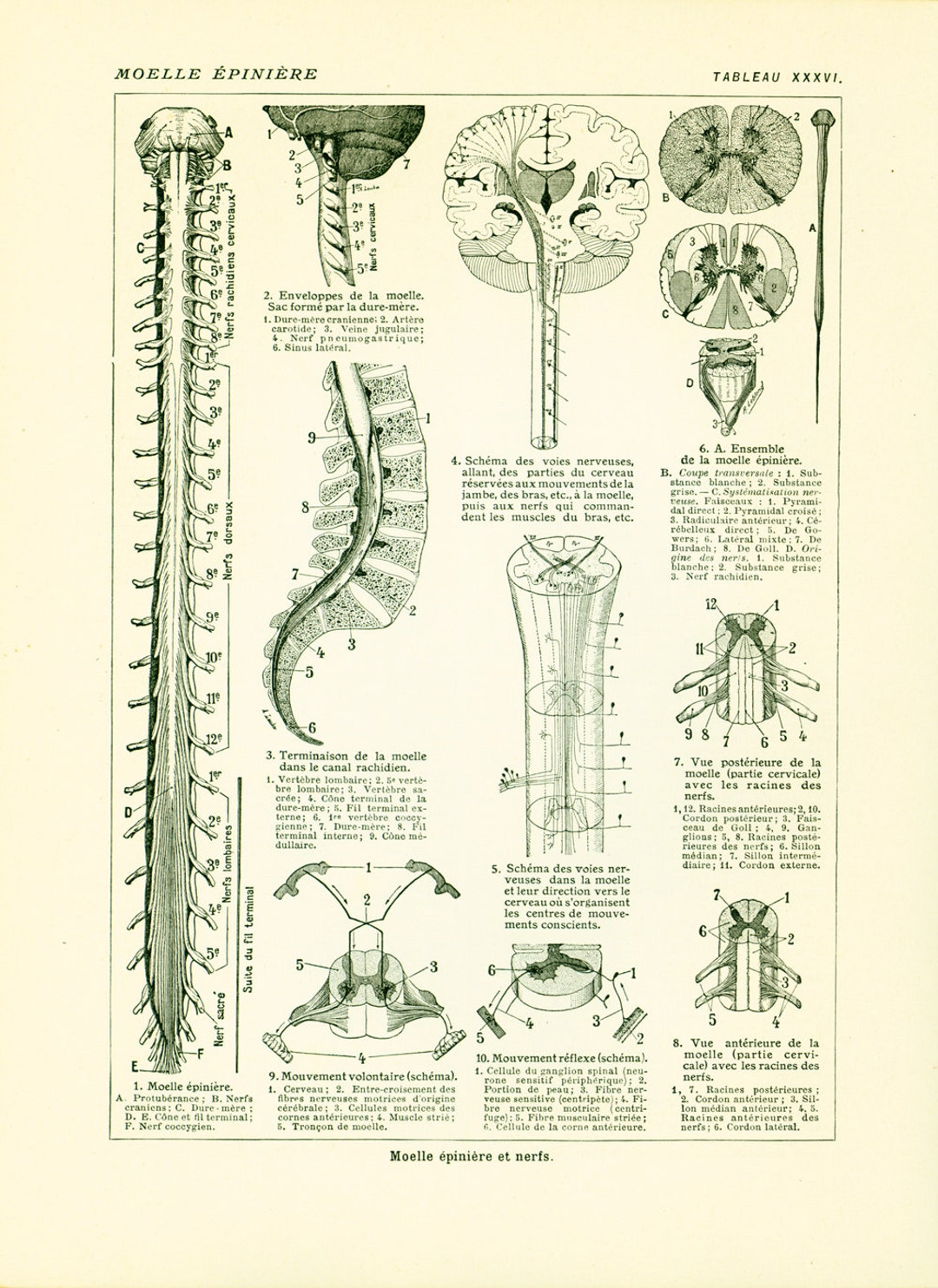 1912 Spinal Cord Antique Print, Nerves, Antique Medicine & Surgery ...