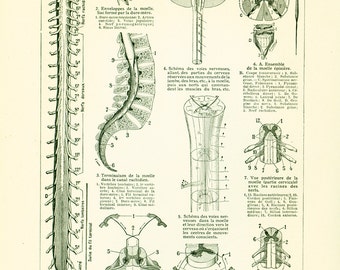 1912 spinal cord antique print, nerves, antique medicine & surgery, human antique anatomy, Larousse, French Vintage 105 YEARS OLD