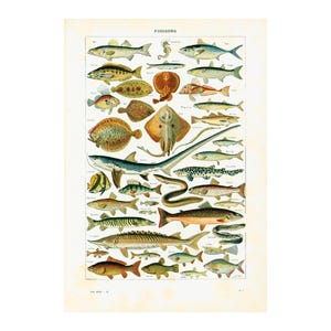 1930 Antique fish chart Ichtyology Identification Authentic 1930s print Fish species illustration