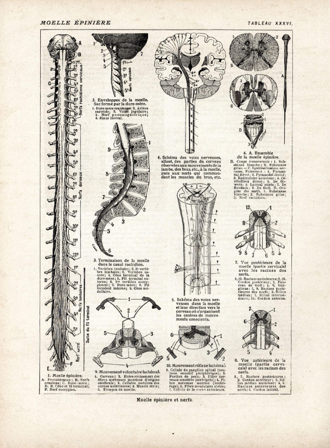 1912 Spinal Cord Antique Print, Nerves, Antique Medicine & Surgery ...