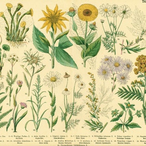 1885 Edelweiss Boerenwormkruid Klein hoefblad Absint Aster Asteraceae, Geneeskrachtige planten Farmacopee Fytotherapie, Originele Botanische Plaat