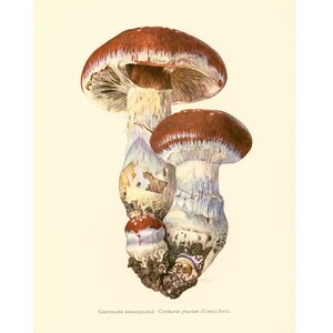 May include: A close-up of three mushrooms with red and white caps and white stems. The mushrooms are growing in a cluster and are surrounded by dirt. The text "Cortinaire remarquable - Cortinarius praestans (Conn.) Sac. " is printed below the image.