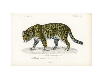 1900年 オリジナル アンティーク ジャガーがバクを狩る大型ネコ科動物