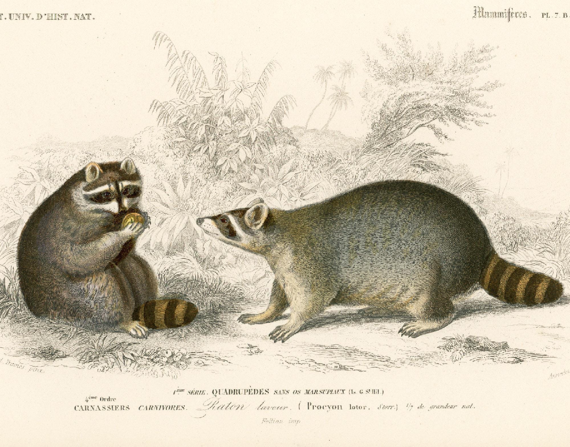 1861 Racoon Engraving, Antique Animal Print, Drawing, Racoon Wall Art ...