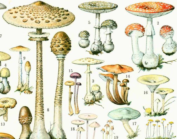 Mushroom Identification Chart