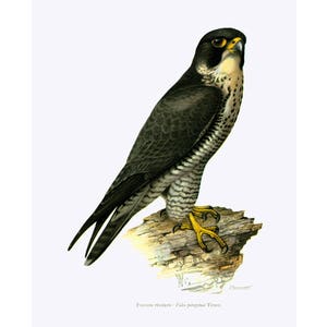 1969 Duck Hawk Print, Peregrine Falcon Wall ART, bird of prey, Vintage Ornithology